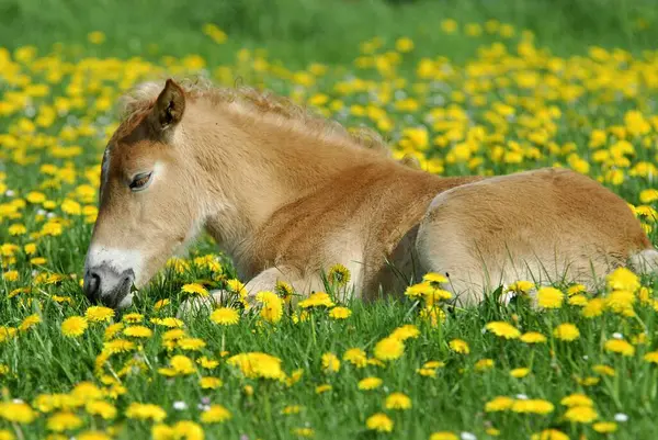 今年春天 3周大的哈夫林格马儿 正躺在普热沃尔斯基的马背上的草地上盛开的蒲公英之间 而3周大的哈夫林格马儿 则躺在草地上盛开的蒲公英之间 — 图库照片