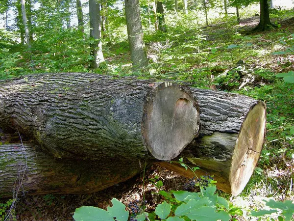 Logs Floresta — Fotografia de Stock