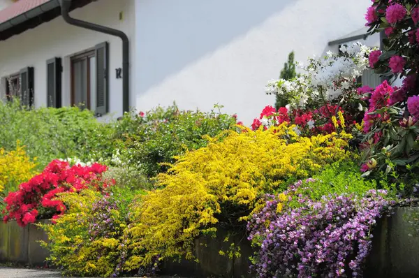 家で開花するロードデンドロン 家でさまざまな世代 — ストック写真