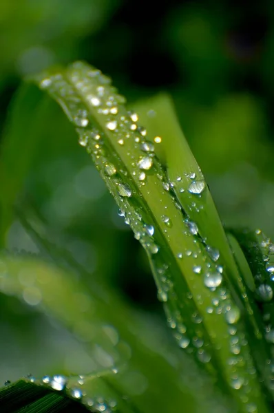 レインドロップス 水滴は日焼け止めの葉 日焼け止め ヘメロクリス のローズガーデン — ストック写真