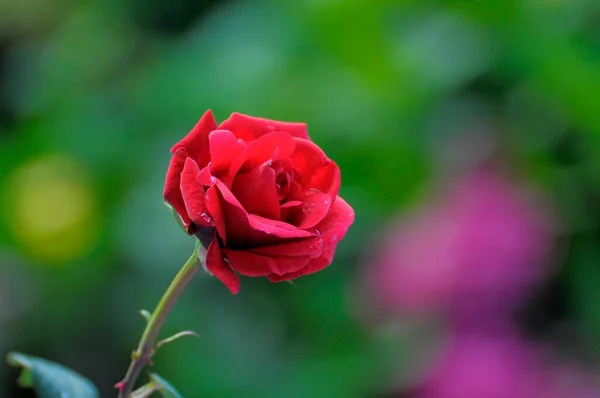Pojedyncza Czerwona Róża Kwitnąca Ogrodzie — Zdjęcie stockowe