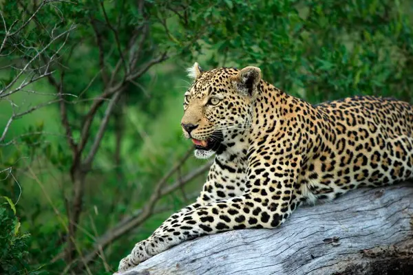 Leopardo Panthera Pardus Parque Nacional Kruger Sudáfrica Reserva Caza Privada — Foto de Stock