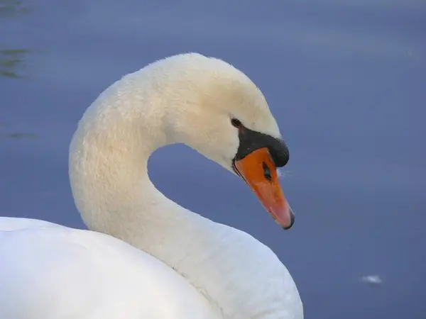 Mute Swans Wild Nature Wildlife Photography — Stock Photo, Image