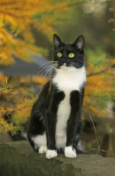 Домашня Чорно Біла Кішка Листяному Тлі — стокове фото