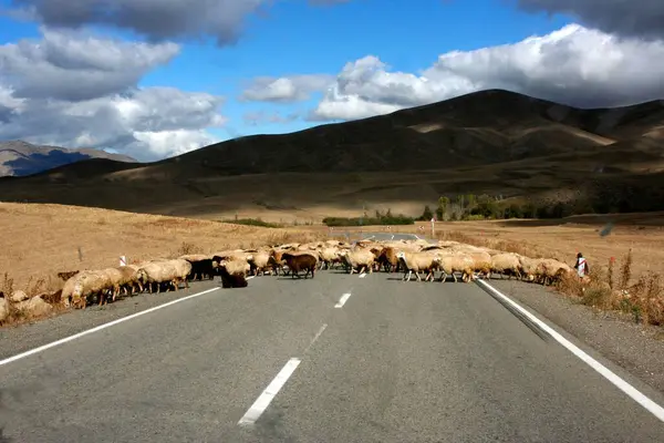 Flock Sheep Crosses Road Kalaybar Northern Iran — Stock Photo, Image