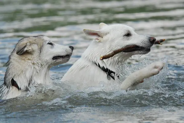 Mladý Aljašský Malamut Bílý Švýcarský Ovčák Domácí Canis Lupus Familiaris — Stock fotografie
