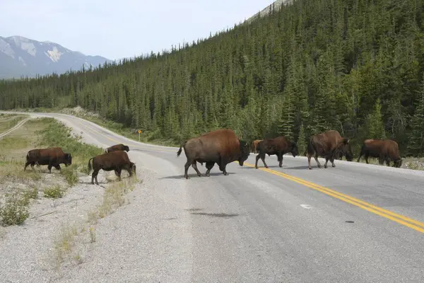 Hjortkorsning Motorvägen Alaska Nära Munchosjön British Columbia Kanada Nordamerika — Stockfoto