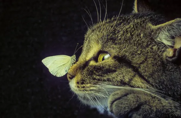 Przyjaźń Zwierząt Ładny Kot Motylem Nosie — Zdjęcie stockowe
