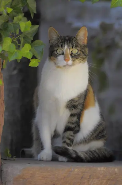 かわいい猫のクローズアップ 国内猫 — ストック写真