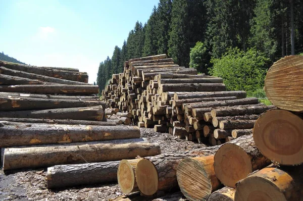 Ścinanie Pni Drzew Lesie Widok Dzienny — Zdjęcie stockowe