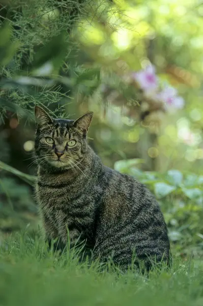 森の中のネコ クローズアップビュー — ストック写真