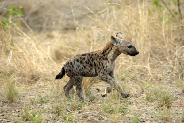 Spotted hyena, Kruger National Park, South Africa, young, young, run Spotted Hyaena (Crocuta crocuta), Kruger National Park, South Africa Spotted Hyaena, South Africa, young, young, run, Africa