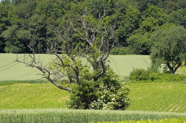 Мертвое Грушевое Дерево Старцем Цветущее Краю Леса — стоковое фото