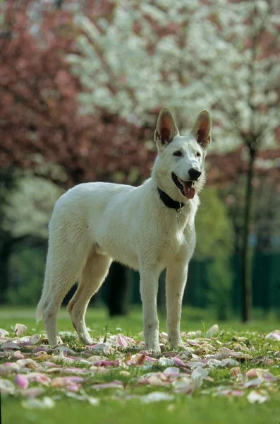 Mladý Bílý Ovčák Pes Mon — Stock fotografie