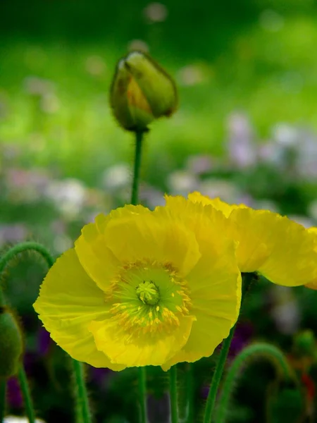 庭に花を咲かせているポピー パペーバー パペーバーアルピンハイブリッド アルパインポピーの花 — ストック写真