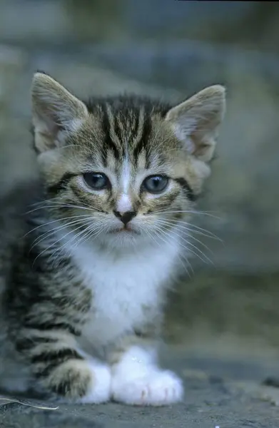 アウトドアをポーズする若い国内の子猫 — ストック写真