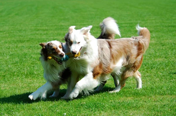 Two Australian Shepherds, red-merle, running side by side across a meadow, FCI Standard No. 342 (provisional), two Australian Shepherds, running side by side across the domestic dog (canis lupus familiaris)