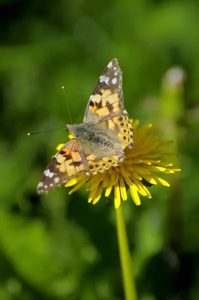 Schmetterling Distelfalter Auf Löwenzahnblüte Löwenzahn Löwenzahnsamen Löwenzahn Taraxacum Sect Rosengarten — Stockfoto