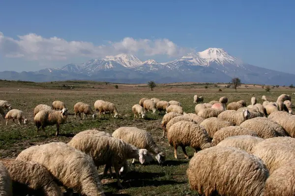 Sheep Grazing Front Hasan Dagi 3268M Turkey Asia — Stock Photo, Image