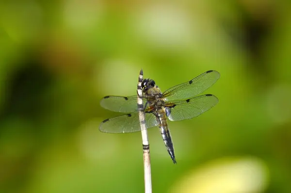 野生蜻蜓 — 图库照片