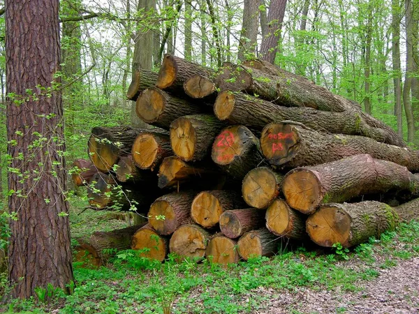 Logs Wood Storage Forest — Stock Photo, Image