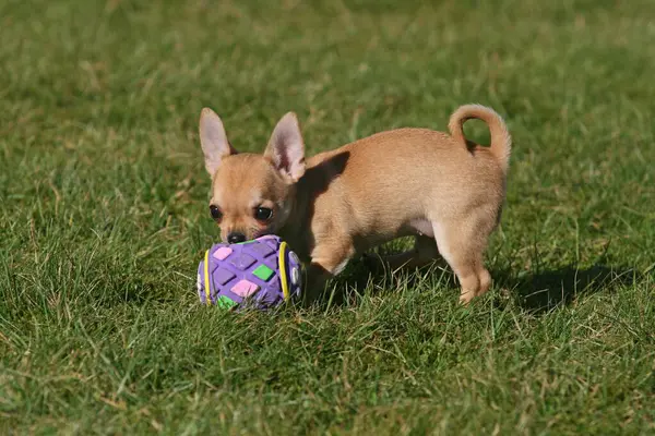 Chihuahua 강아지 잔디밭에 정원에서 — 스톡 사진
