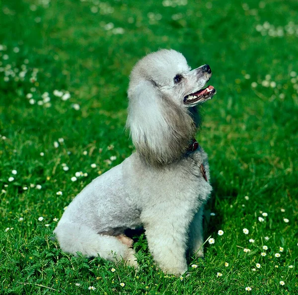 Szary Pies Pudel Tle Natury — Zdjęcie stockowe