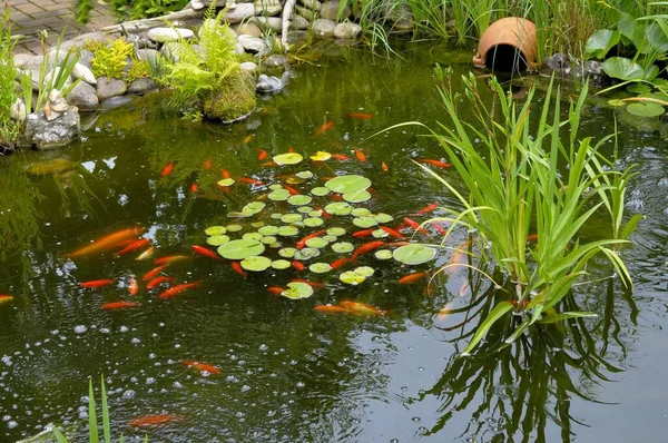 Ogród Ozdobny Staw Ogrodowy Złotą Rybką — Zdjęcie stockowe