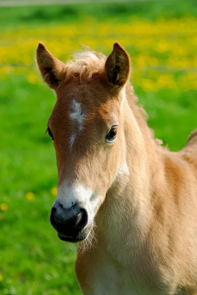 Haflinger Foal Weeks Old Mare Przewalski Horse Equus Przewalskii Caballus — Stock Photo, Image