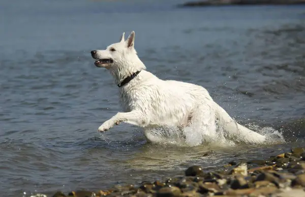 白色牧羊犬跳入水中的特写镜头 — 图库照片