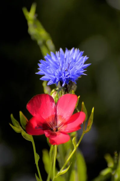 Cornflower Floración Del Jardín —  Fotos de Stock