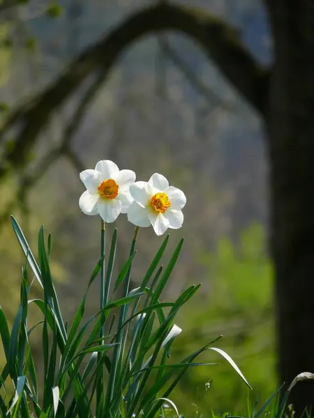 Daffodil Narcis Pozadí Pohled — Stock fotografie