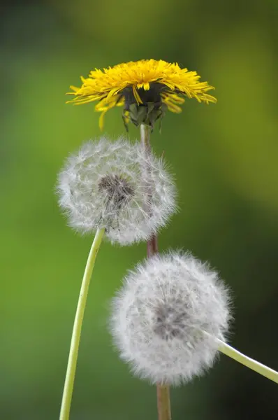 花のタンポポ 一般的なタンポポポ タンパク質 のタンポポ ローズ ガーデン — ストック写真