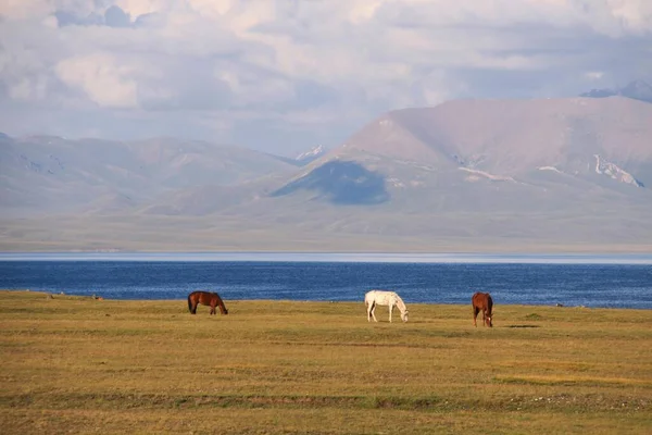 吉尔吉斯斯坦松科尔湖夏季牧场上的马 — 图库照片