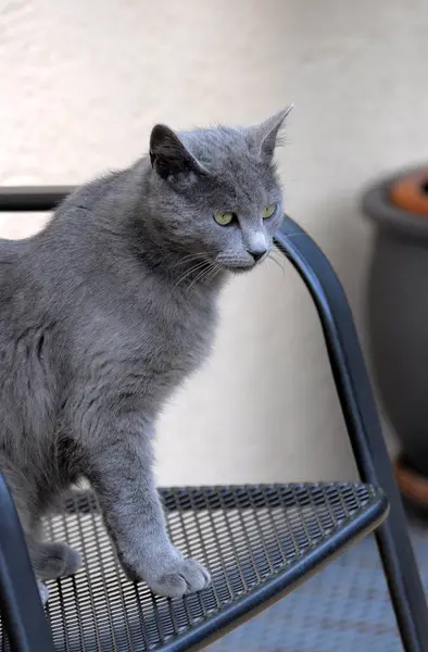 Καρθουσιανή Γάτα Καρέκλα British Shorthair — Φωτογραφία Αρχείου