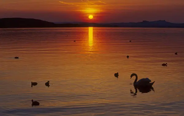 Sunset Reichenau Lake Constance — Stock Photo, Image