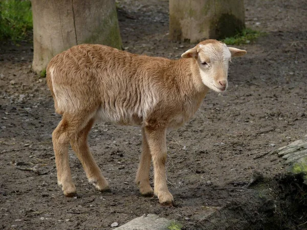 Cute Lamb Game Park Bretten — Stock Photo, Image