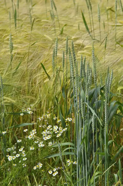 Ржаное Поле Колосьями Пшеницы Цветущее Ромашками — стоковое фото
