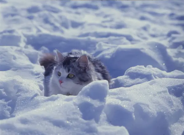 Gato Persa Brincando Neve — Fotografia de Stock
