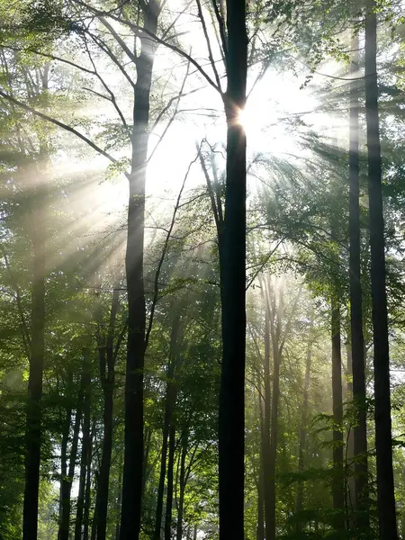 Wiosną Las Liściasty Mgła Lesie Promienie Słońca Lesie — Zdjęcie stockowe