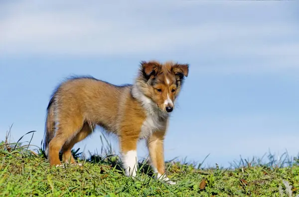 Sheltie Yavru Köpek Shetland Çoban Köpeği — Stok fotoğraf