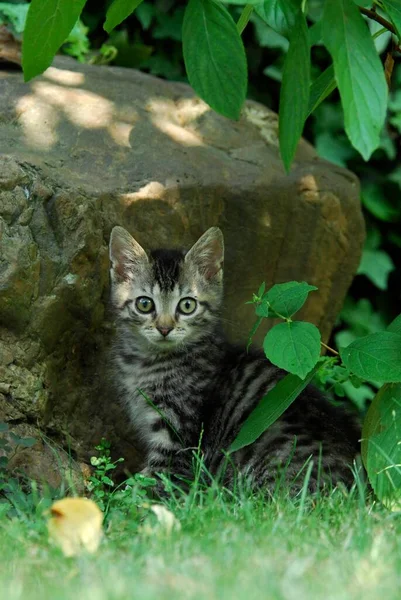 Młody Kotek Domowy Pręgowany Siedzący Przed Skałą Ogrodzie Dziki Kot — Zdjęcie stockowe