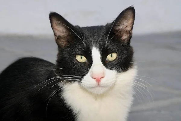 Portrait of black and white domestic cat