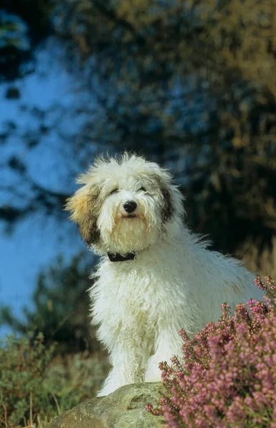 Mieszanina Pudli Mieszany Pies Rasy Krzyżówka — Zdjęcie stockowe