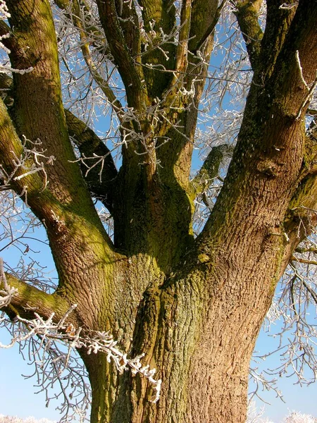 Перша Калюжа Гілках Дерев Зимові Пейзажі — стокове фото