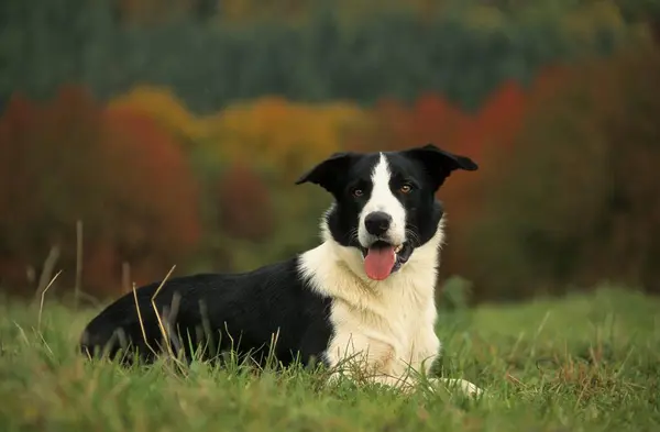 Belo Border Collie Cão Fundo Natureza — Fotografia de Stock