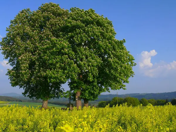Kastanienbäume Rapsfeld — Stockfoto