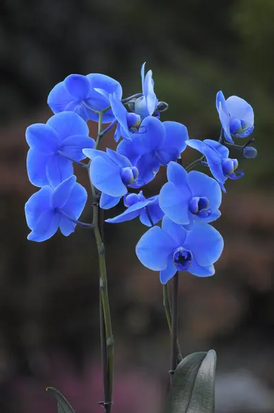 Malay Flower Blue Coloured Phalaenopsis Hybrid — Stock Photo, Image
