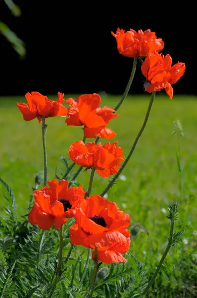 Piękne Makowe Kwiaty Kwitnące Zielonym Polu — Zdjęcie stockowe