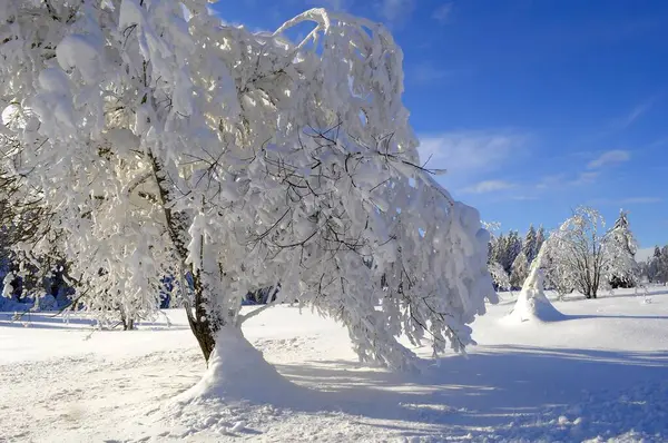 Шварцвальд Зимой Еловый Лес Шварцвальд Снежный Пейзаж Покрытый Снегом — стоковое фото